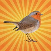 betes-de-science-rouge-gorge